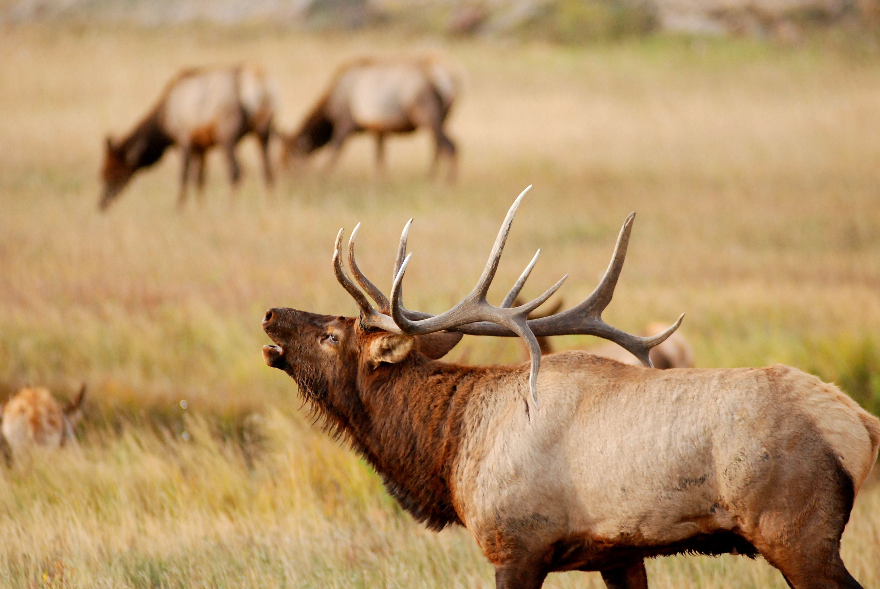 Idaho Archery Elk Gear List