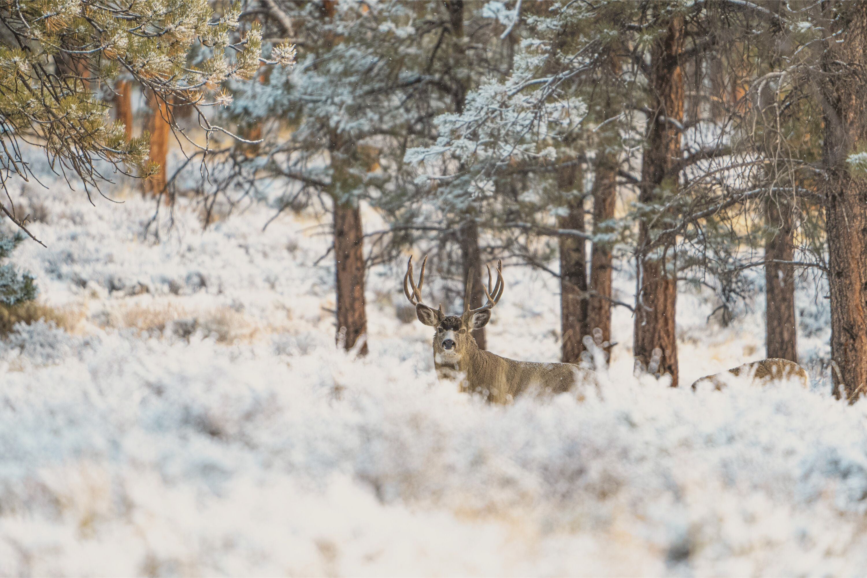 A picture of a mule deer looking toward the camera in November