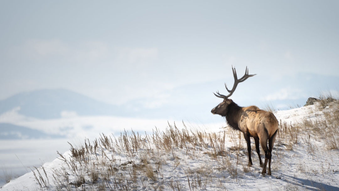 Isaiah's Idaho Archery Elk Gear List